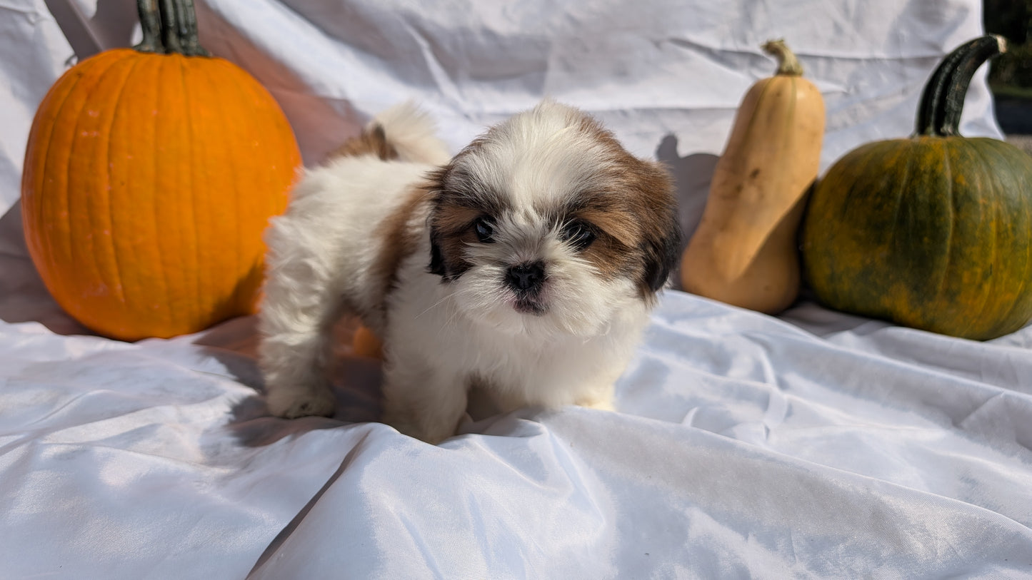 SHIH TZU (07/18) FEMALE