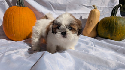 SHIH TZU (07/18) FEMALE