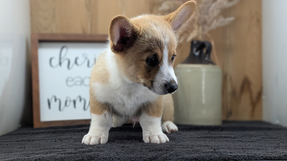 CORGI (JUL 13) 2 FEMALES/3 MALES