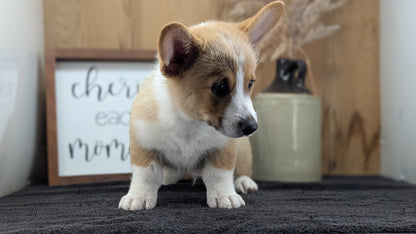 CORGI (JUL 13) 2 FEMALES/3 MALES
