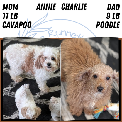 CAVAPOO (MAY 09) MALES