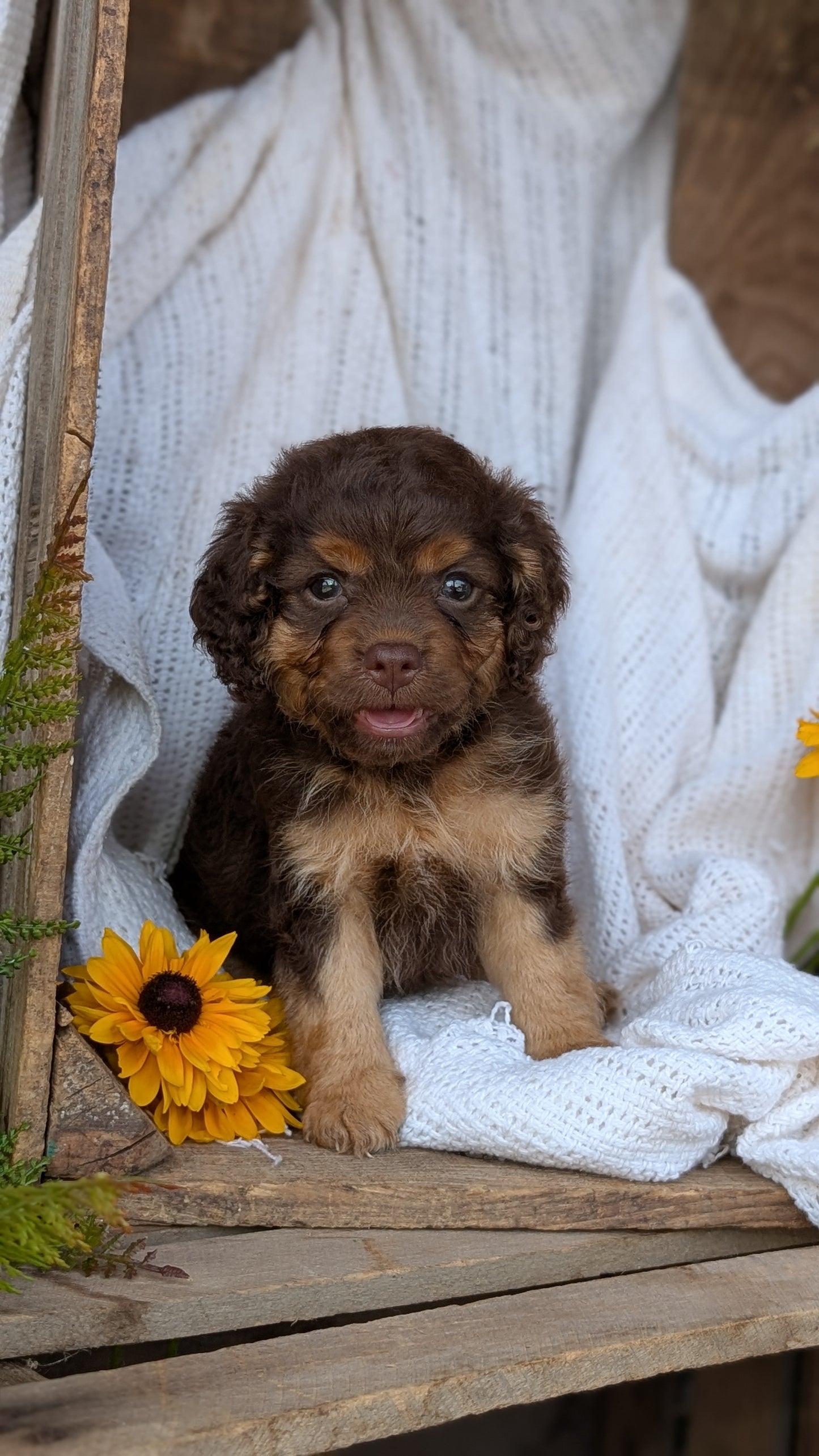 COCKAPOO (06/02) FEMALE