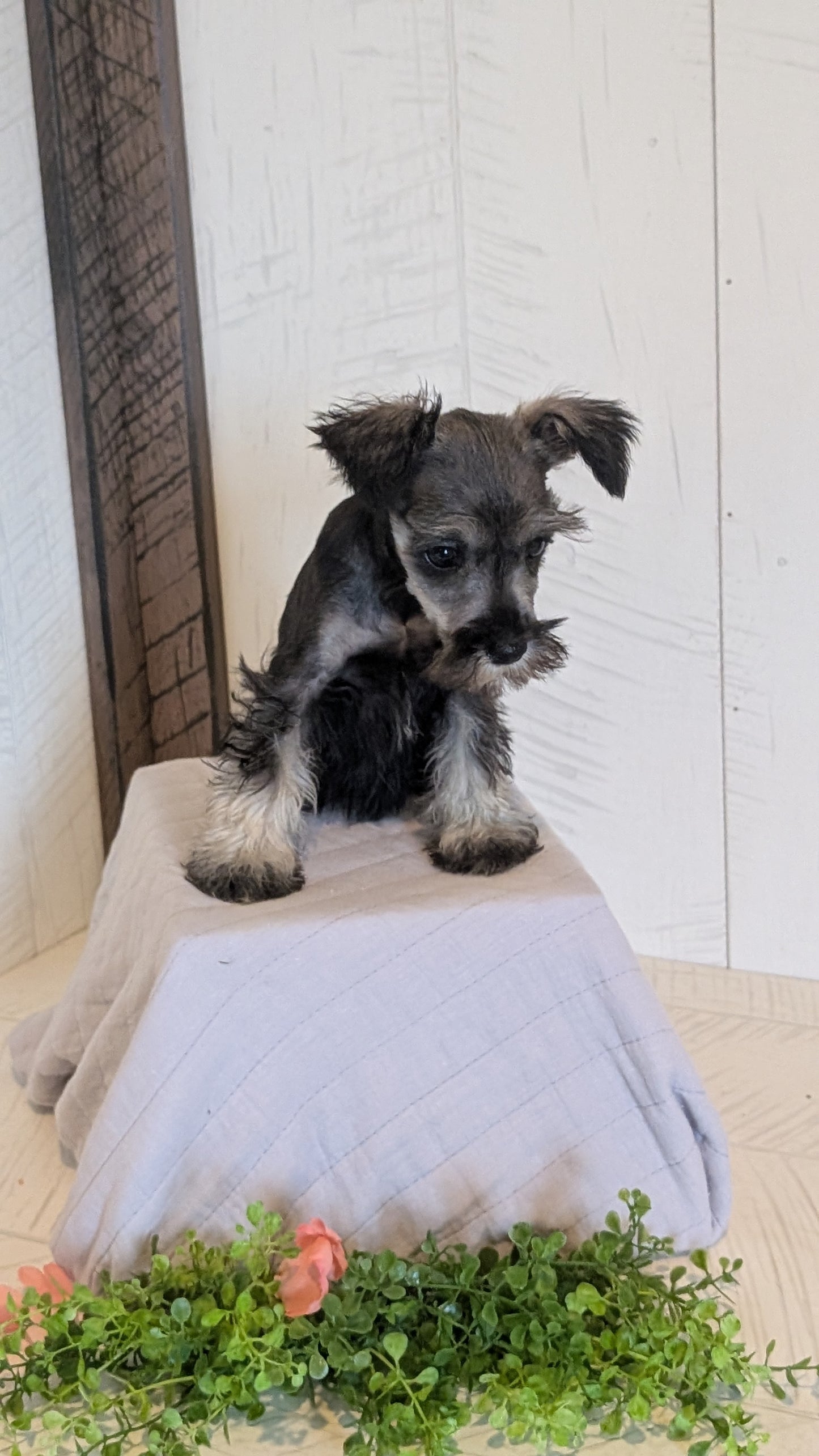 MINI SCHNAUZER (FEB 15) FEMALES