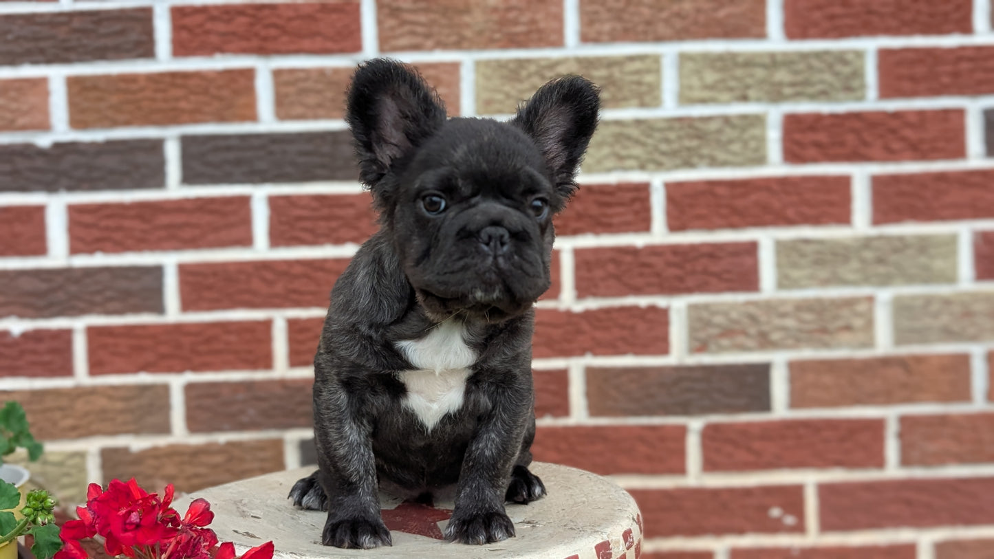 FRENCH BULLDOG (MAR 09) FEMALES