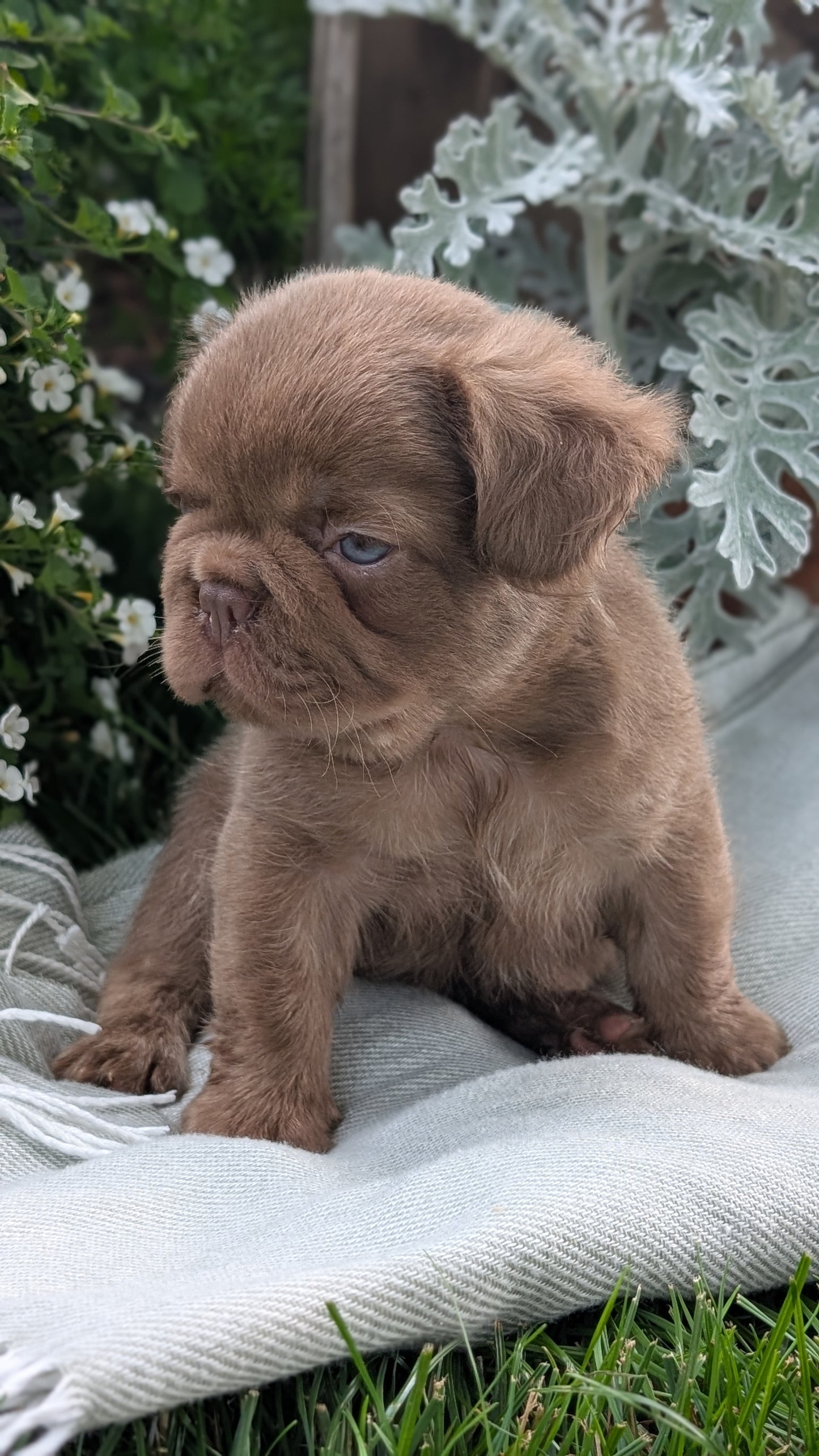 FRENCH BULLDOG (MAY 26) MALE
