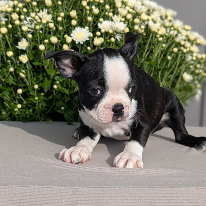 BOSTON TERRIER (JUL 11) 4 FEMALES/4 MALES
