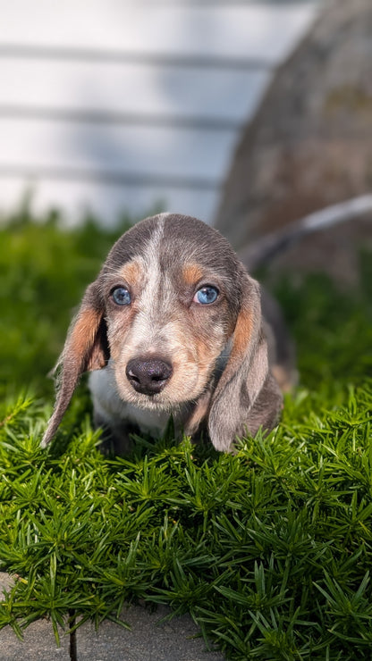 MINI DACHSHUND (JUN 04) FEMALES