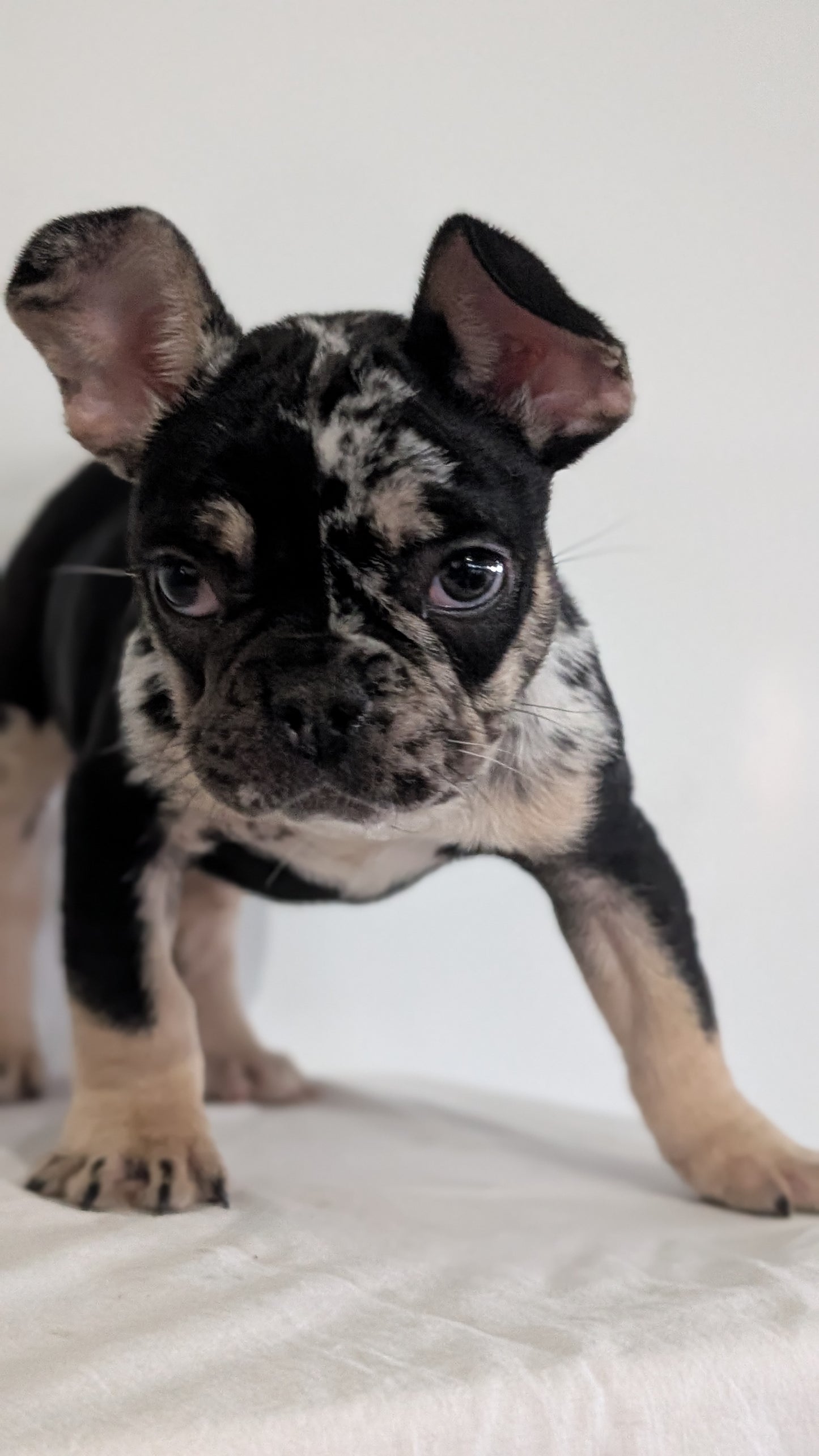FRENCH BULLDOG (JAN 20) MALE