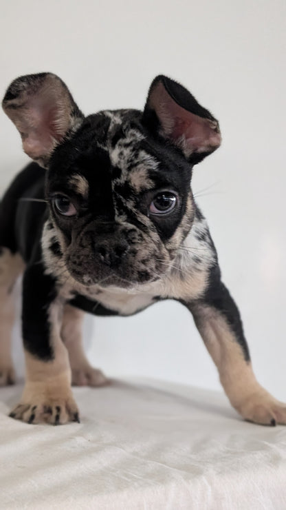 FRENCH BULLDOG (JAN 20) MALE
