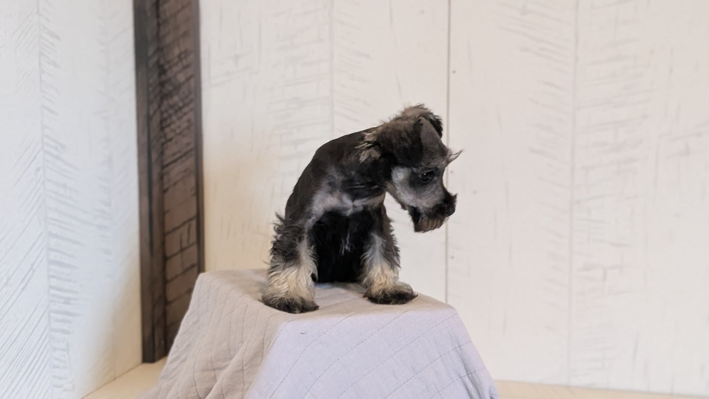MINI SCHNAUZER (FEB 15) FEMALES