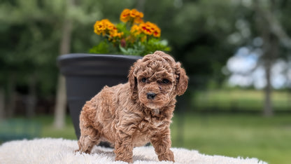 MINI POODLE (MAY 12) FEMALES