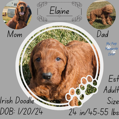 IRISH DOODLE (1/20) FEMALE