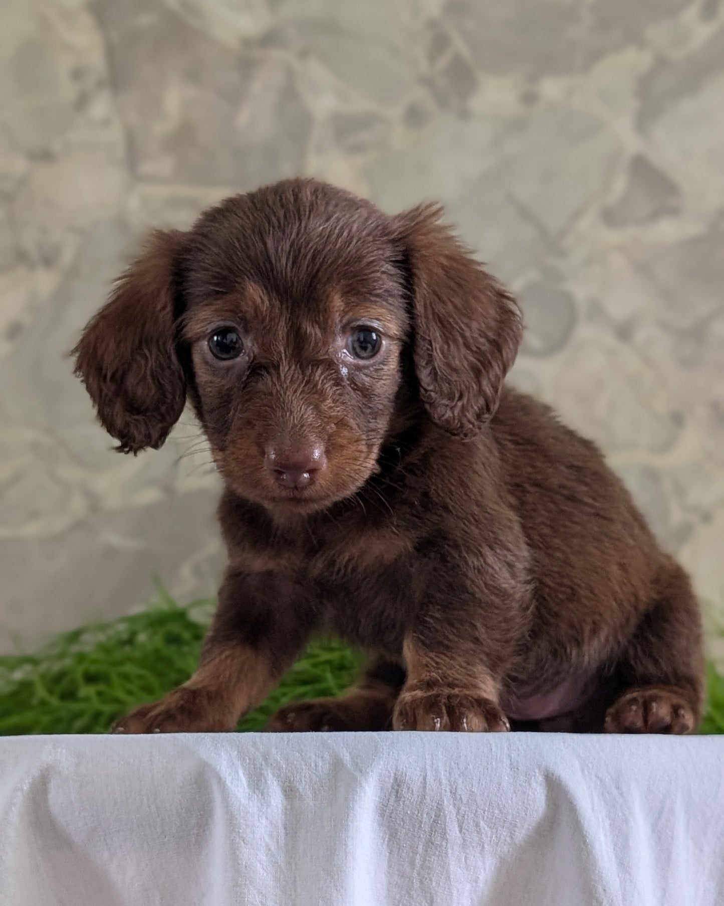 MINI DACHSHUND (APR 29) FEMALES
