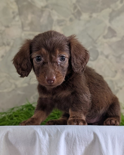 MINI DACHSHUND (APR 29) FEMALES