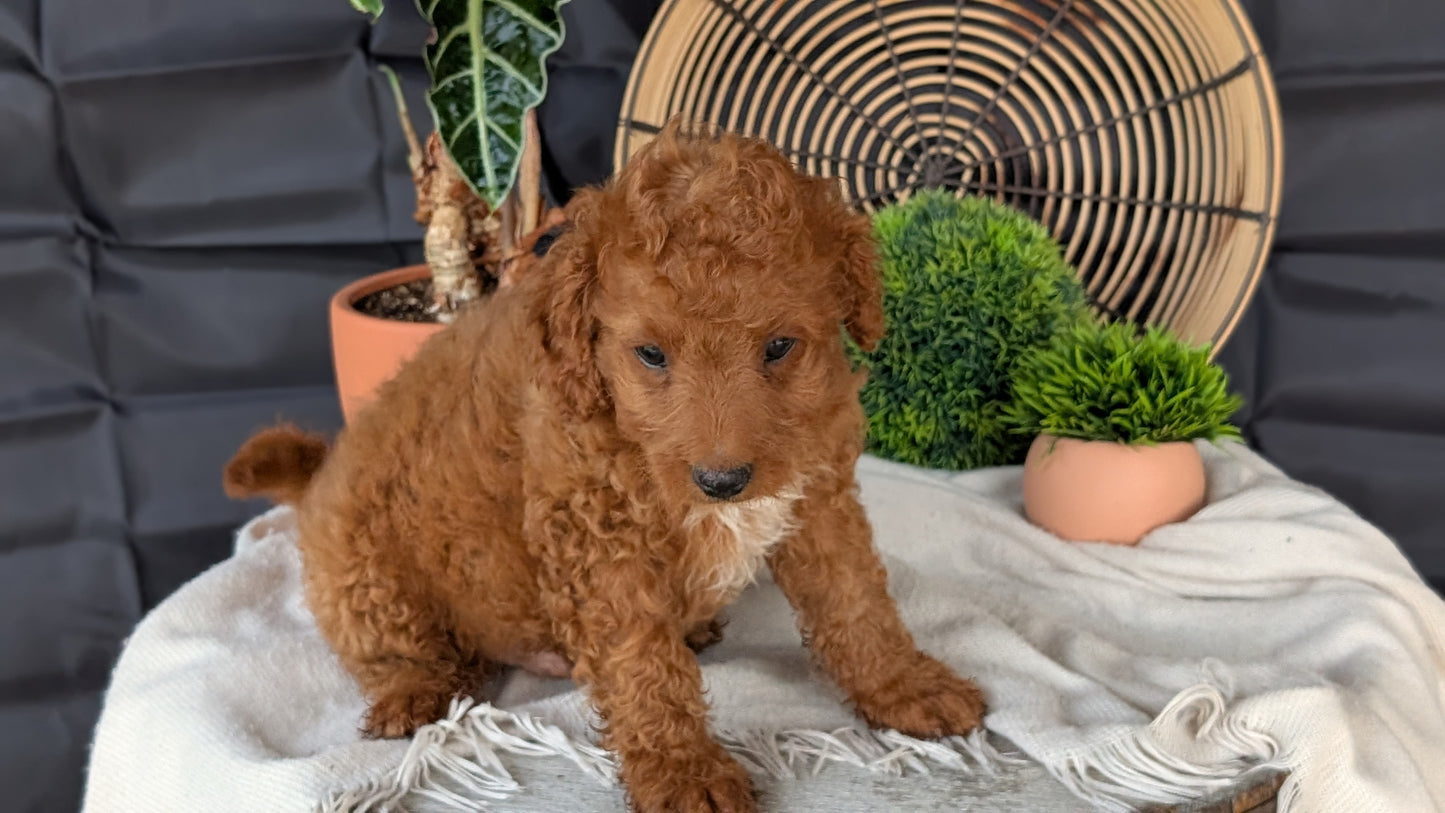 CAVAPOO (MAY 23) MALES