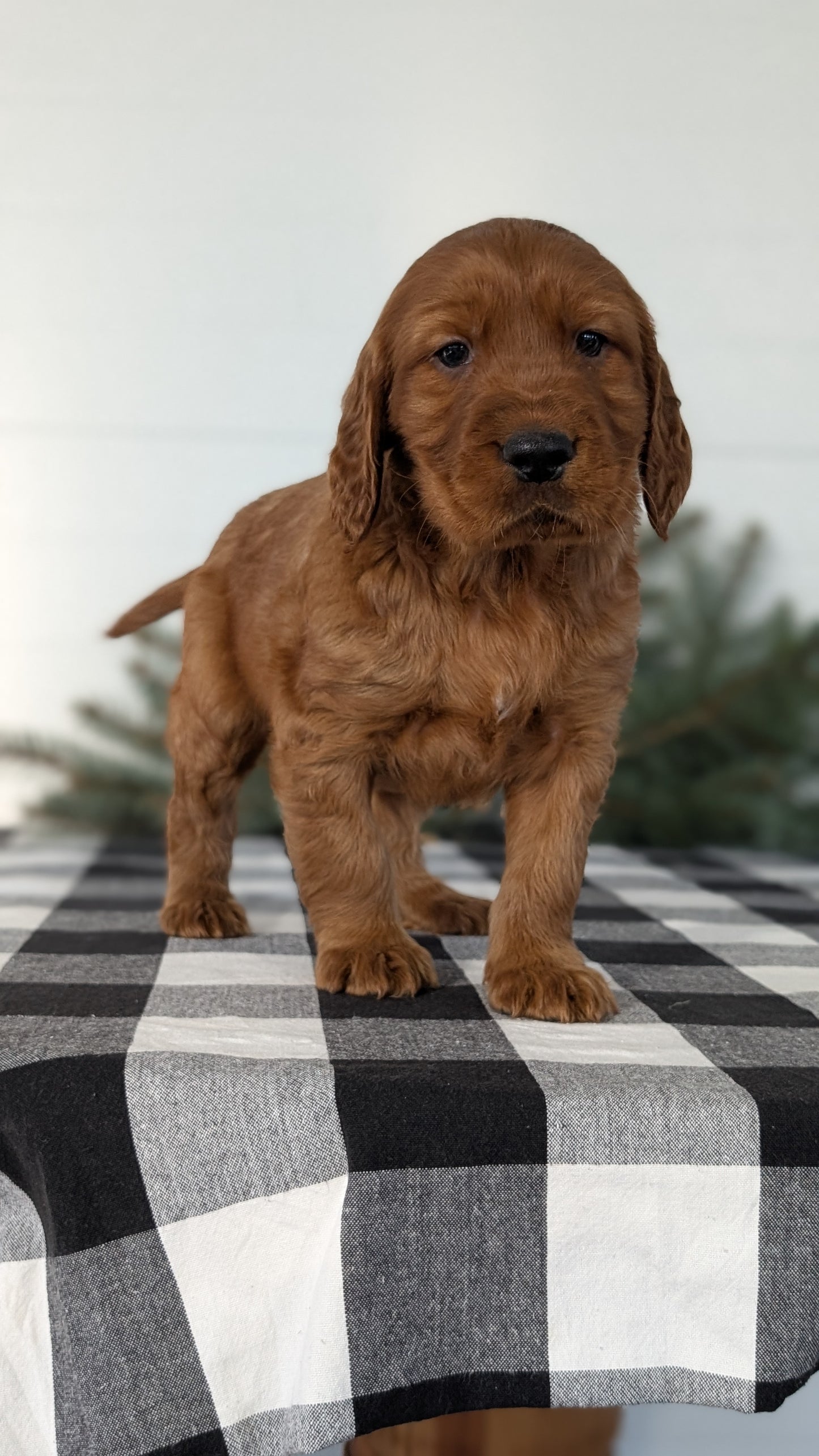 IRISH SETTER (NOV 02) MALES