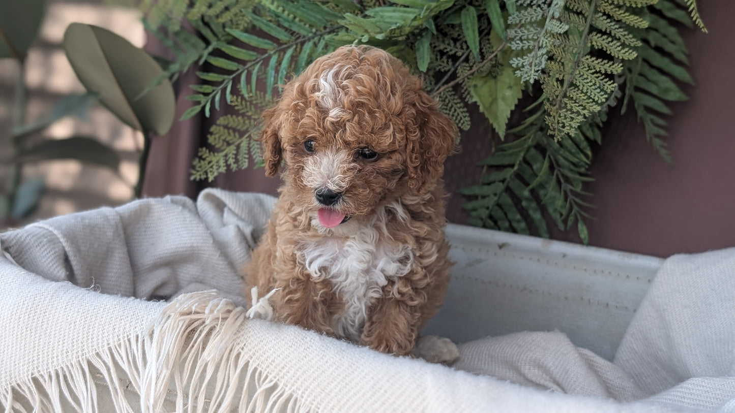 COCKAPOO (MAY 22) FEMALES