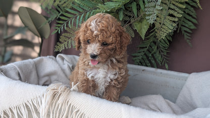 COCKAPOO (MAY 22) FEMALES