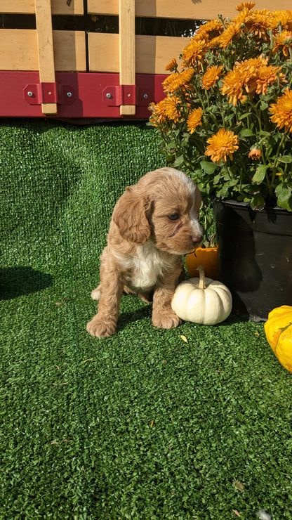 CAVAPOO (08/13) MALE