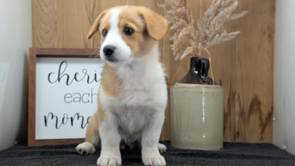 CORGI (JUL 13) 2 FEMALES/3 MALES