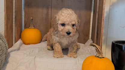 MINI POODLE (AUG 06) 5 FEMALES