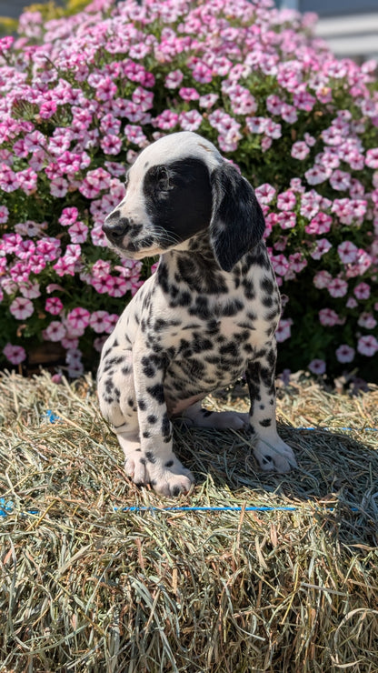 DALMATIAN (JUN 29) FEMALES