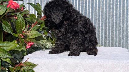 TOY POODLE (07/06) FEMALE