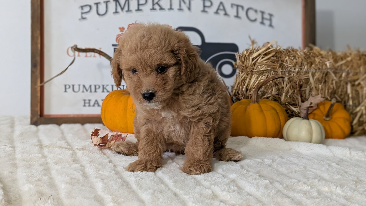 MINI GOLDENDOODLE (AUG 13) 6 MALES/3 FEMALES
