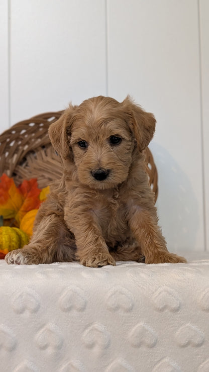 SCHNOODLE (SEP 03) 4 FEMALES/3 MALES