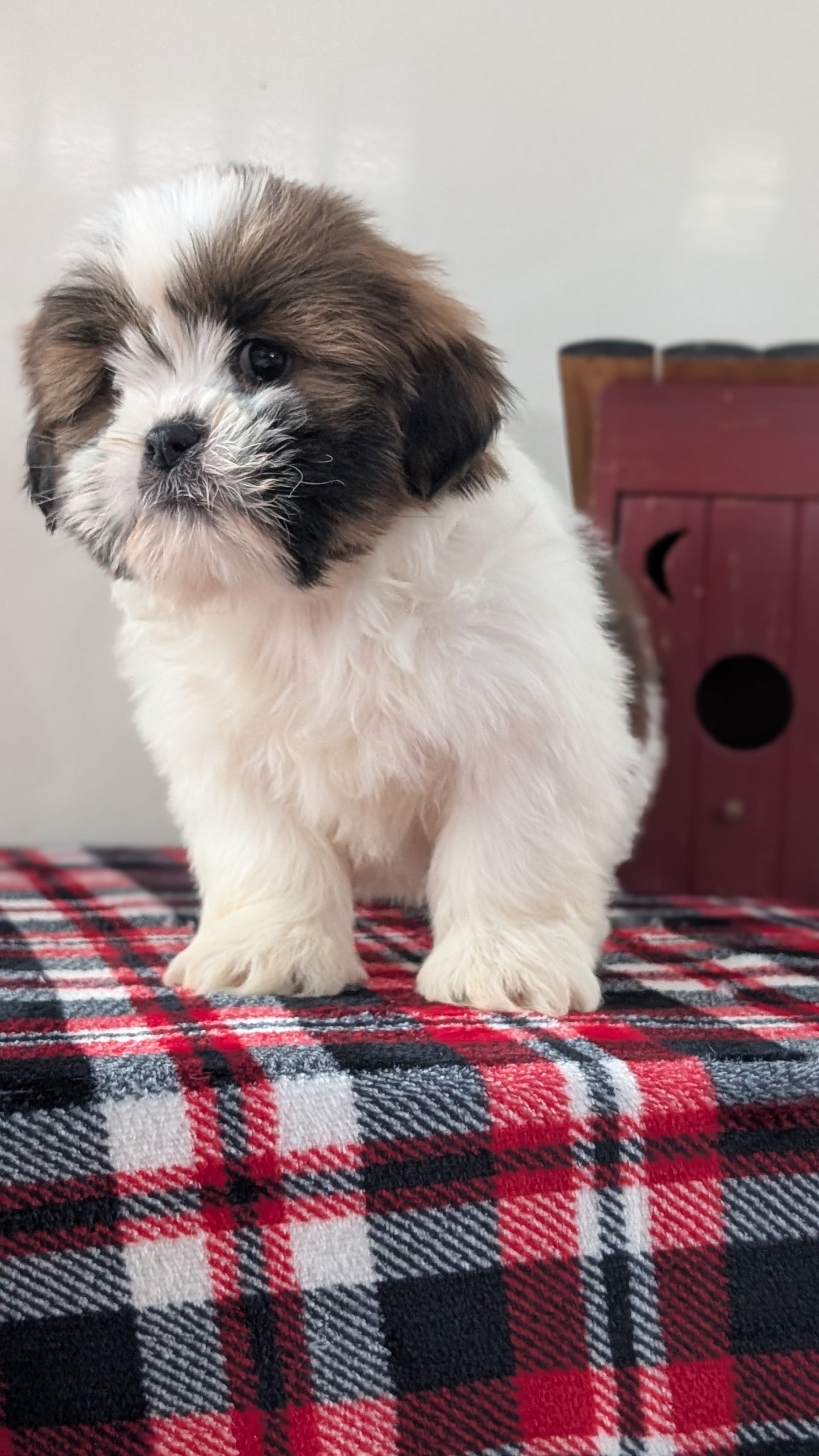 SHIH TZU (DEC 10) MALES