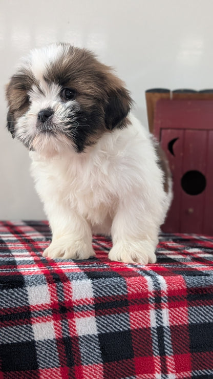 SHIH TZU (DEC 10) MALES