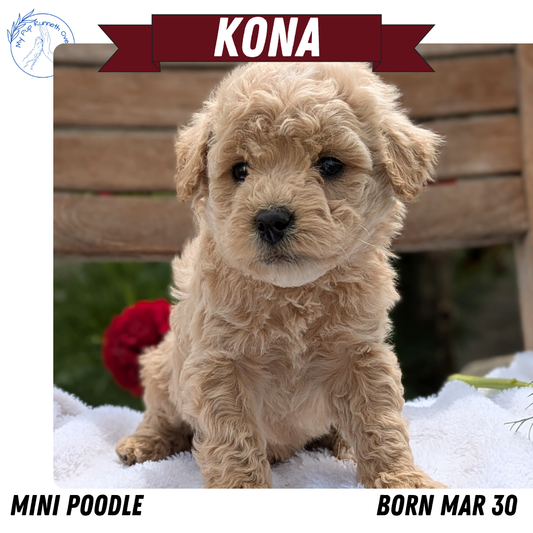 MINI POODLE (03/30) MALE