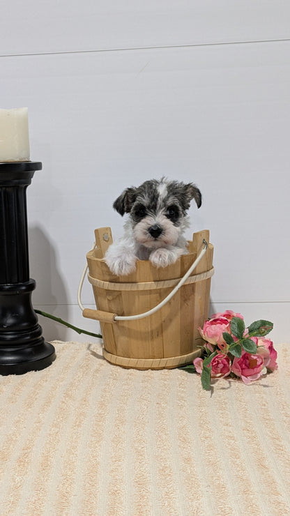 MINI SCHNAUZER (02/18) FEMALE