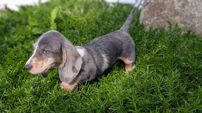 MINI DACHSHUND (JUN 04) FEMALES