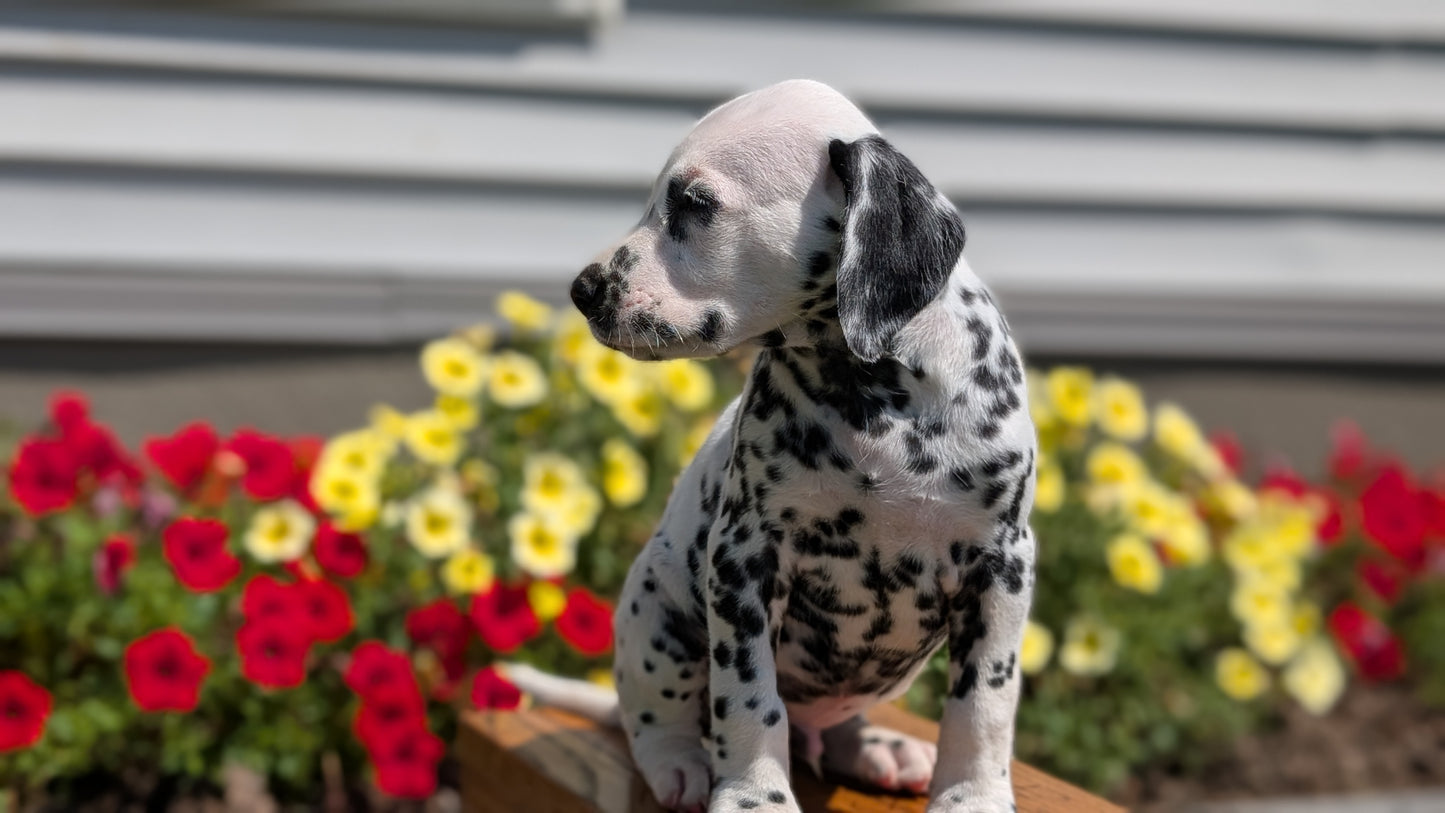 DALMATIAN (JUN 29) MALES