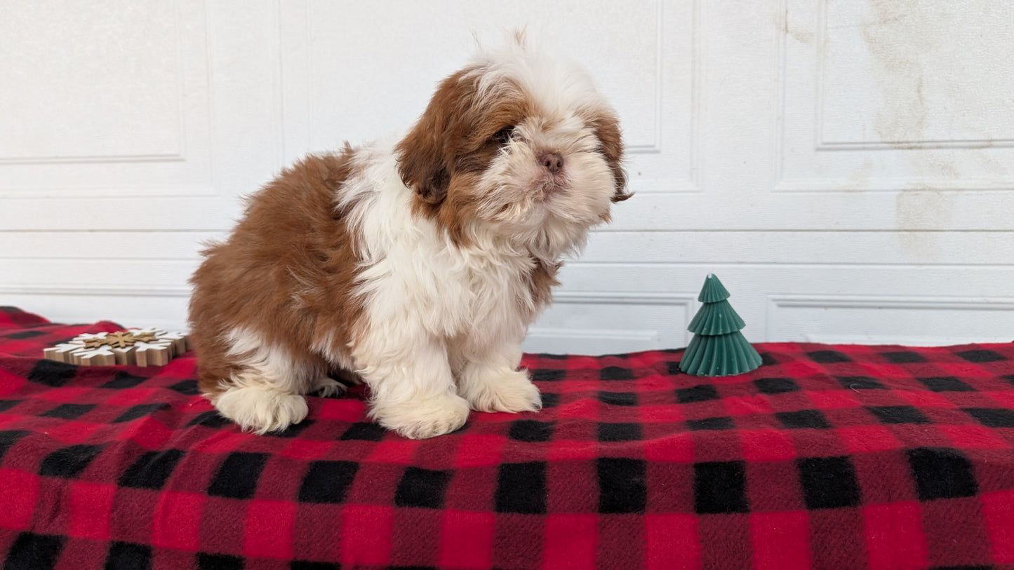SHIH TZU (OCT 28) MALES