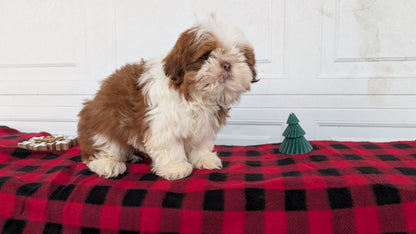 SHIH TZU (OCT 28) MALES