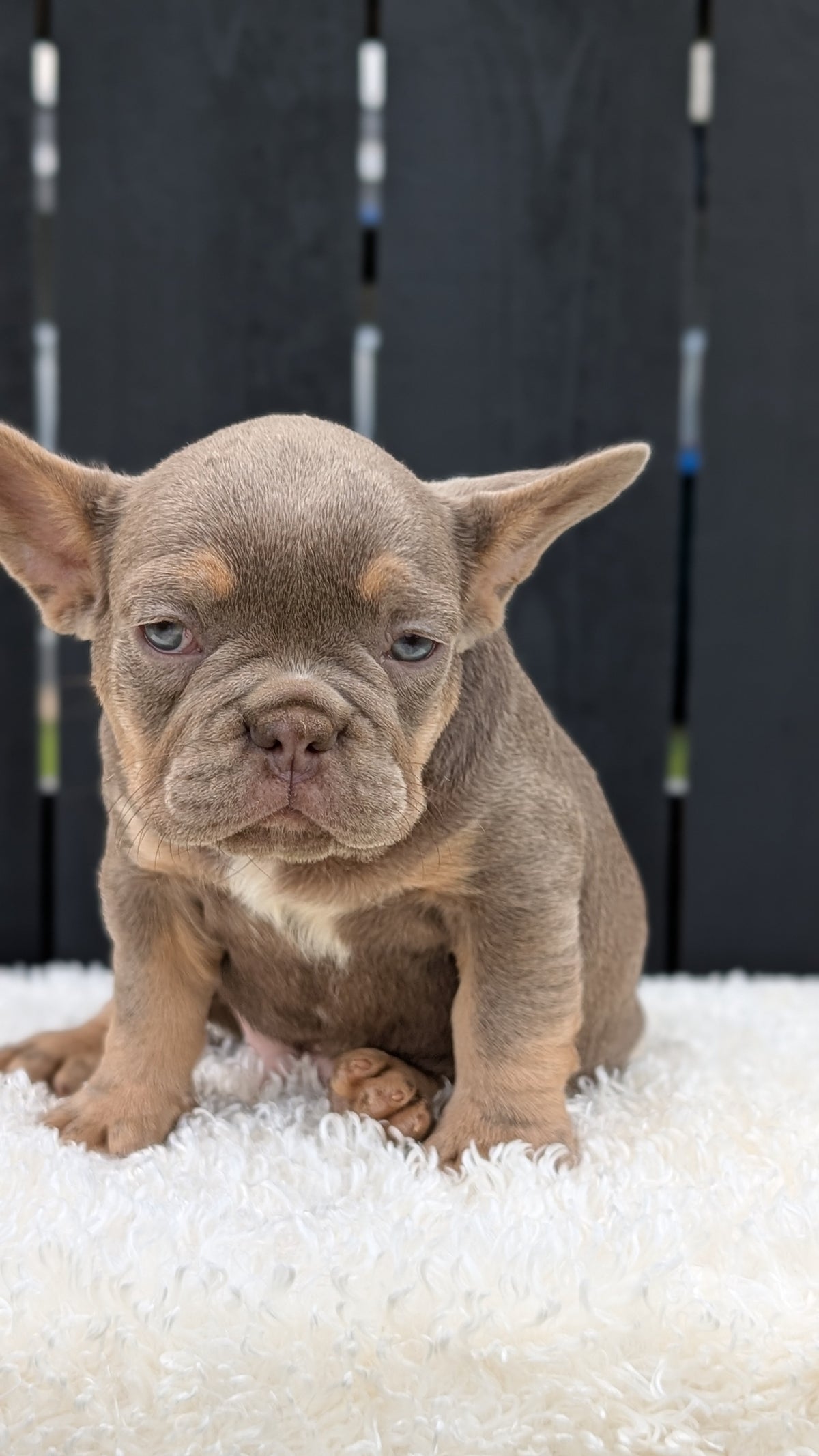 FRENCH BULLDOG (JUN 29) 3 MALES