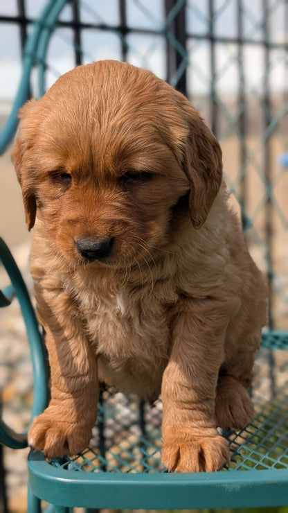 GOLDEN RETRIEVER (FEB 04) MALE