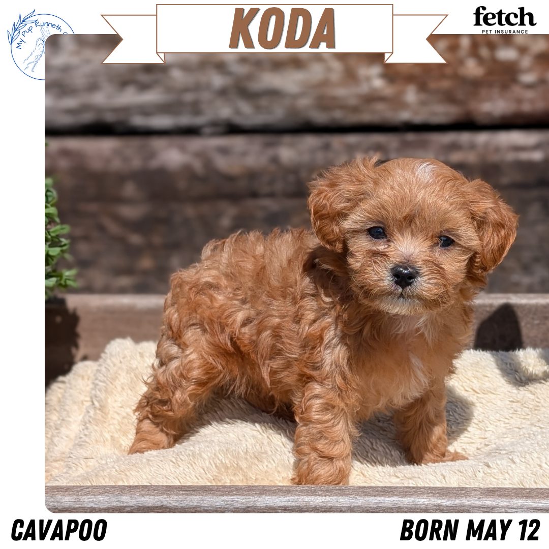 CAVAPOO (MAY 12) MALES