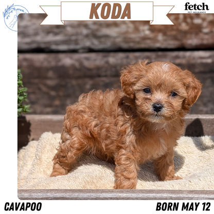 CAVAPOO (MAY 12) MALES