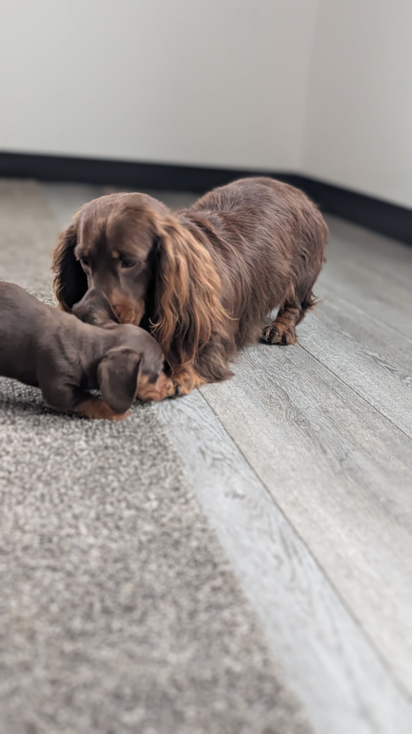 MINI DACHSHUND (09/22) FEMALE