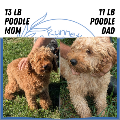 MINI POODLE (03/30) FEMALE