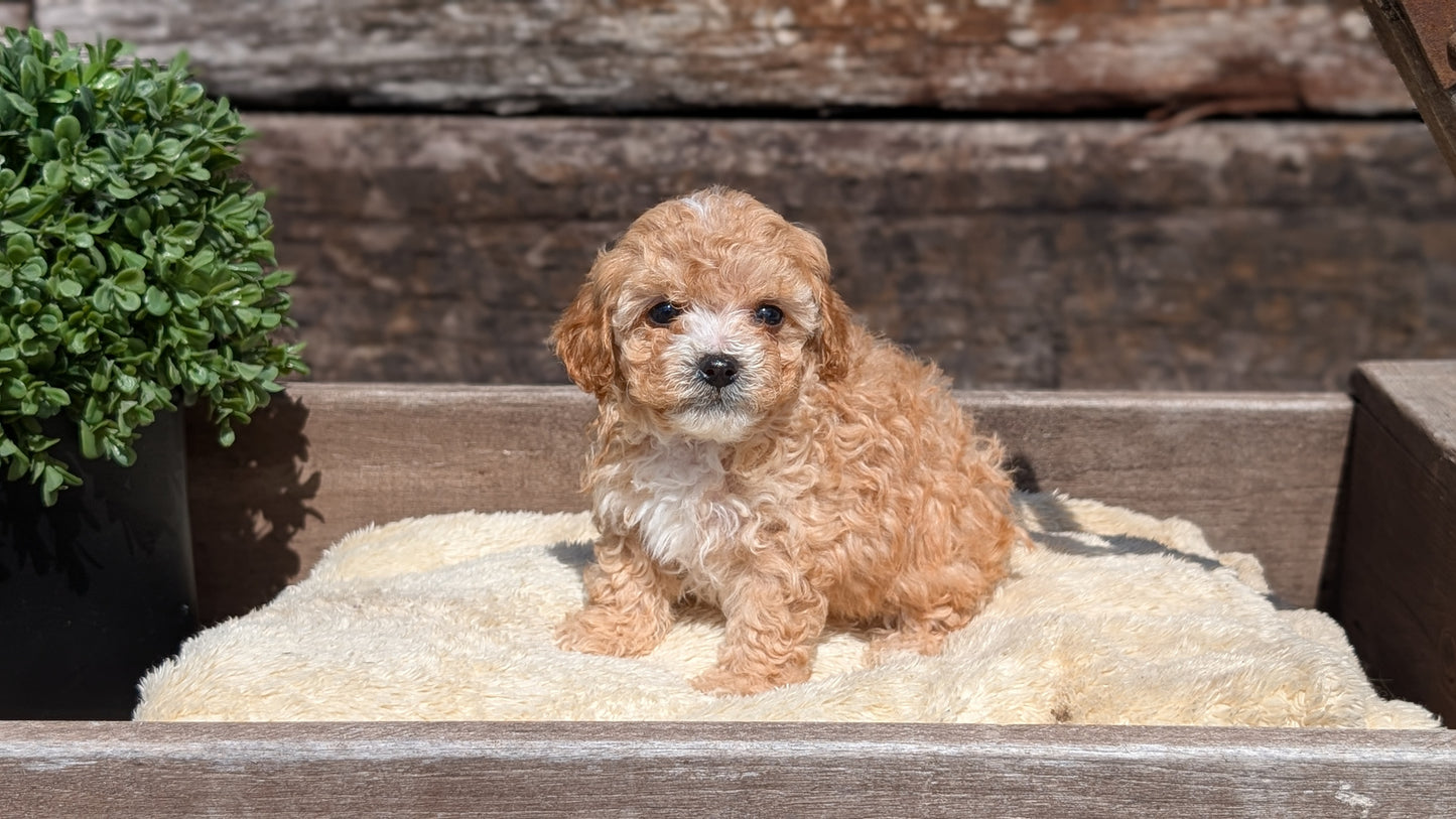 CAVAPOO (MAY 12) MALES