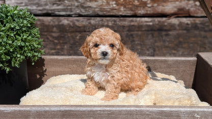 CAVAPOO (MAY 12) MALES