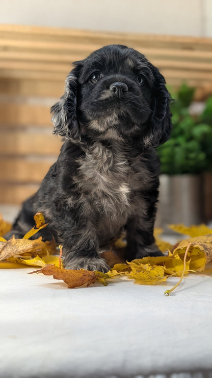 COCKER SPANIEL (09/20) FEMALE