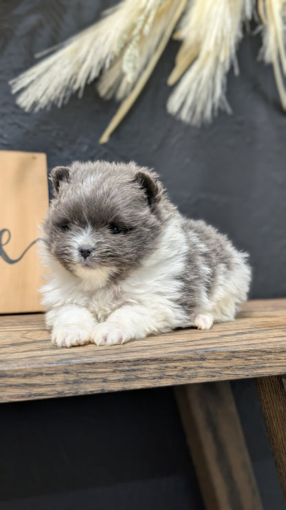 POMERANIAN (NOV 07) MALES