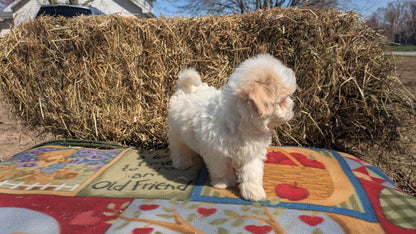 TEDDY BEAR (02/18) MALE