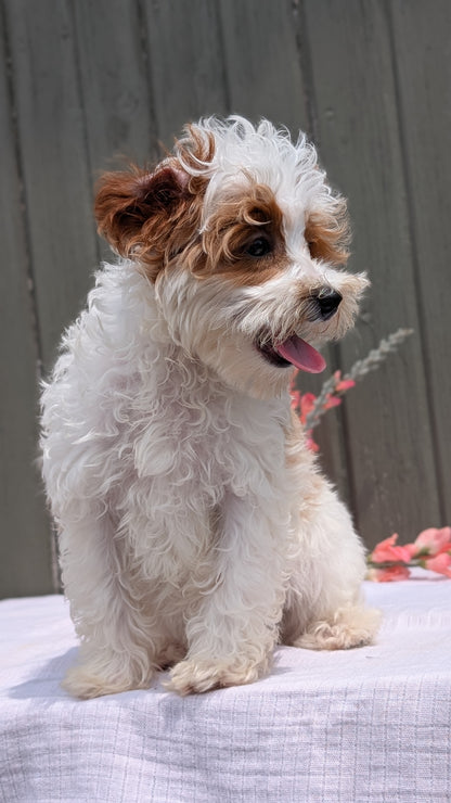 CAVAPOO (MAY 09) FEMALE