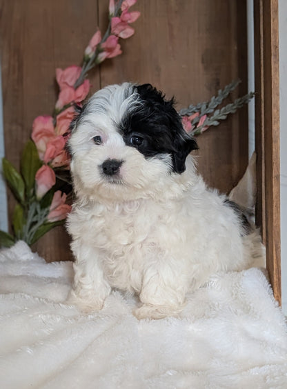 TEDDY BEAR (JUL 15) 1 MALE/1 FEMALE